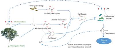 <mark class="highlighted">Oxalate</mark> Carbonate Pathway—Conversion and Fixation of Soil Carbon—A Potential Scenario for Sustainability